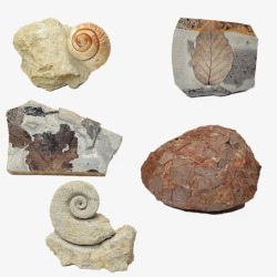 各式古生物化石合集素材