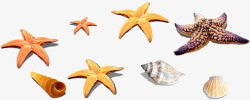 海星贝壳海螺素材