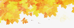 枯黄的秋叶图片梧桐叶高清图片
