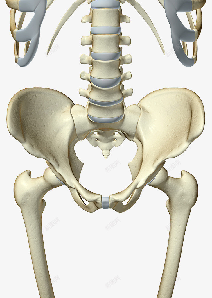 人体盘骨结构png免抠素材_新图网 https://ixintu.com 尾骨 生物学图片 腰椎 骨头