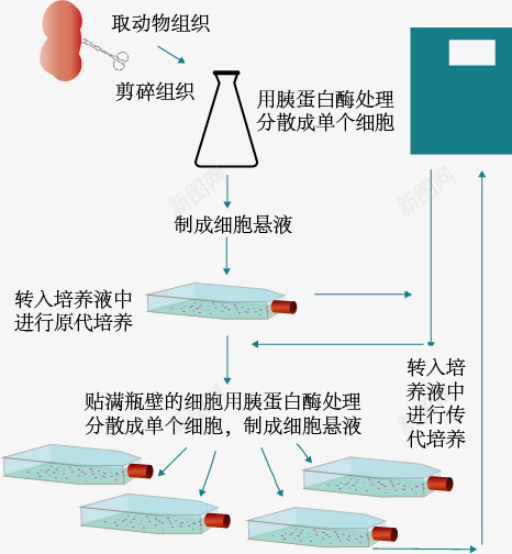 细胞培养png免抠素材_新图网 https://ixintu.com 实验 手绘 教学 生物 细胞培养