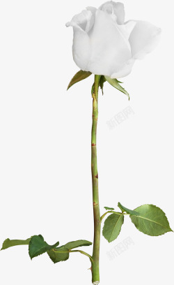 白色桔梗白色玫瑰花高清图片
