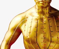 人体针灸金色人体穴位指南高清图片