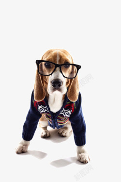 带眼镜的狗可爱的宠物狗写真高清图片