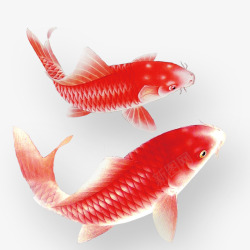 红鱼红鱼高清图片