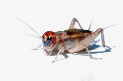 蝈蝈蟋蟀昆虫高清图片