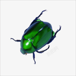 绿色甲虫素材