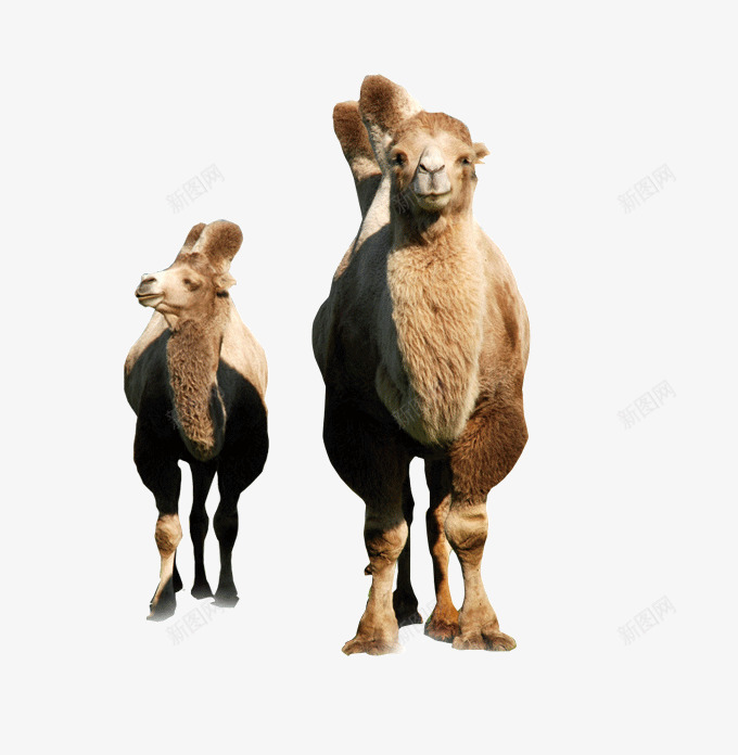 沙漠里的骆驼png免抠素材_新图网 https://ixintu.com 其他 沙漠 骆驼 骆驼科生物