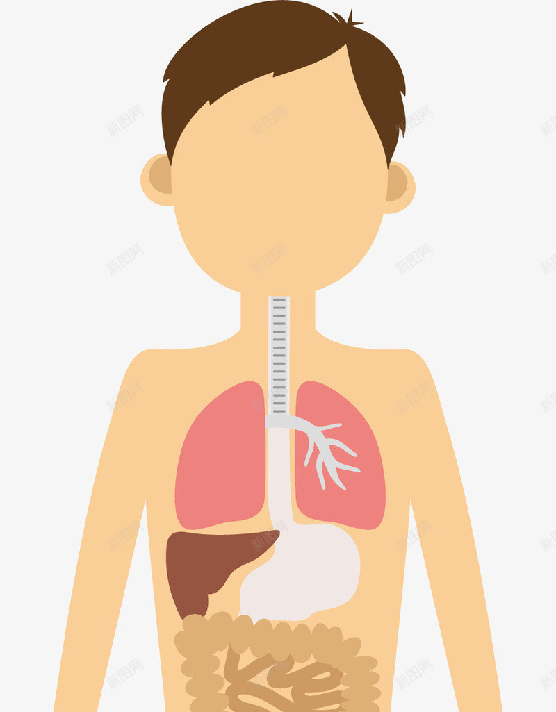 人体图元素png免抠素材_新图网 https://ixintu.com png 人体图 元素 医药 卡通 生物医药