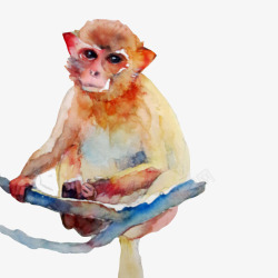 蹲坐的猴子金丝猴水彩画片高清图片