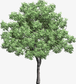 绿树立面树卡通绿色素材