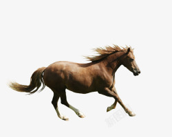 奔跑的小马摄影正在奔跑的小马高清图片
