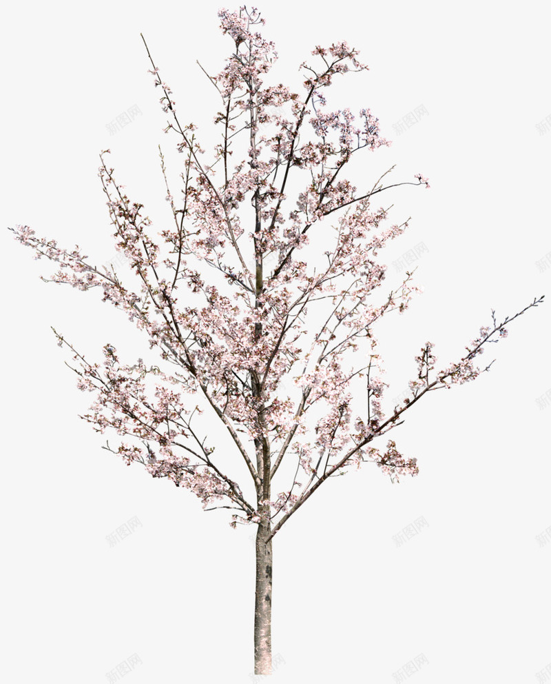 樱花树装饰png免抠素材_新图网 https://ixintu.com 樱花树 水彩 装饰