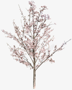 樱花树装饰素材