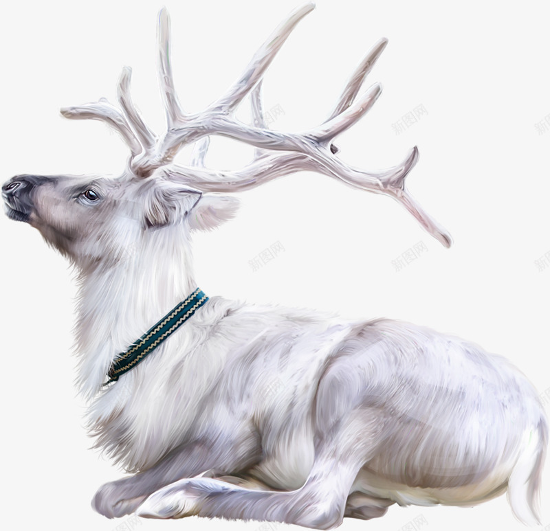 白色毛发的麋鹿实物图png免抠素材_新图网 https://ixintu.com 动物 可爱的 实物图 毛发 犄角 鹿角 麋鹿