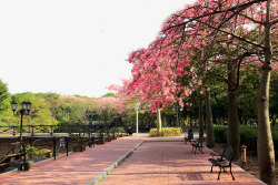公园景区摄影图片路边的粉色木棉花高清图片