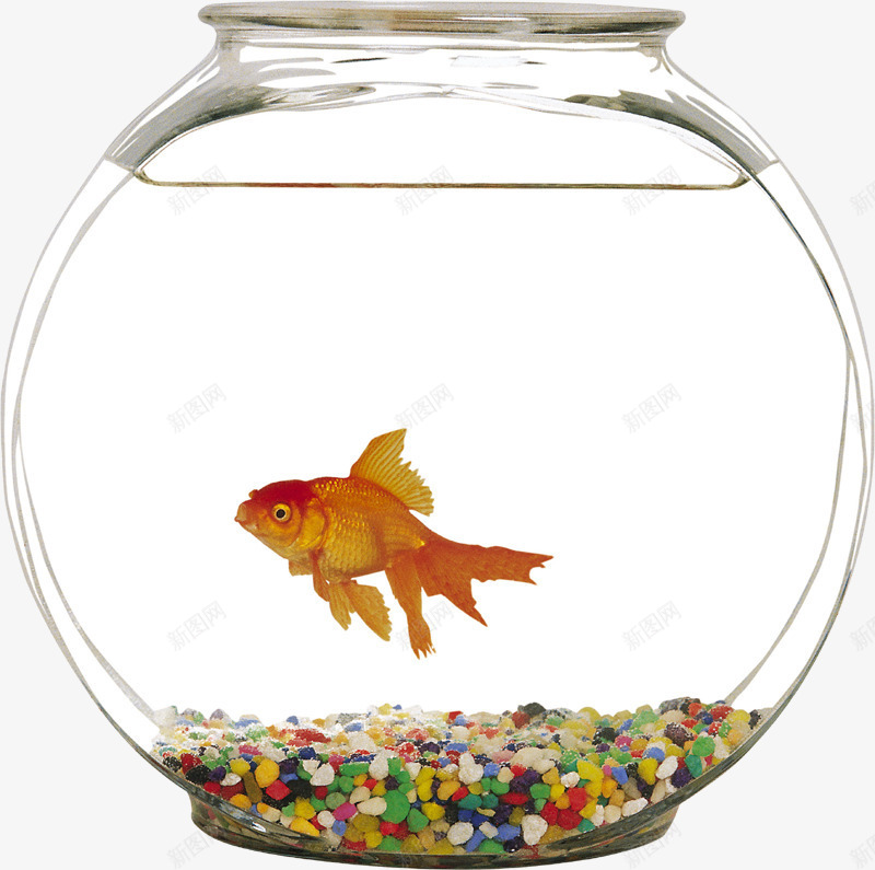 鱼缸png免抠素材_新图网 https://ixintu.com 水底生物 透明玻璃 金鱼 鱼缸
