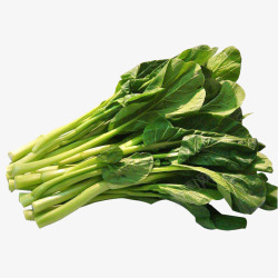 白菜苔几根新鲜广东菜心白菜苔食材高清图片