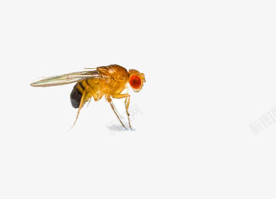 一只苍蝇的写真png免抠素材_新图网 https://ixintu.com 写真 苍蝇 虫子 飞行