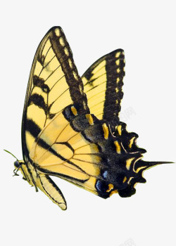 昆虫图标米黄色斑点蝴蝶图标高清图片