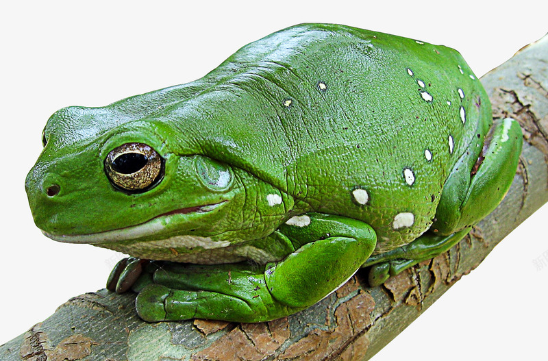 树蛙绿色的树蛙png免抠素材_新图网 https://ixintu.com 树蛙 生物 绿蛙 野生动物 青蛙