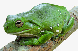 绿蛙树蛙绿色的树蛙高清图片