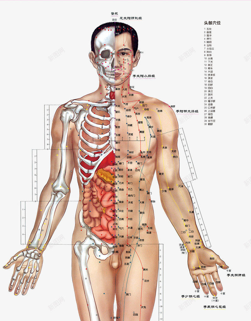 人体正面穴位骨骼分布png免抠素材_新图网 https://ixintu.com 中医 人体 人体构造 人体穴位 人形轮廓 分布 医学 正面 穴位 骨骼