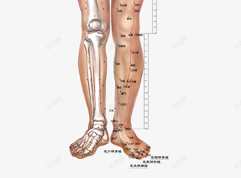 人体正面穴位骨骼分布png免抠素材_新图网 https://ixintu.com 中医 人体 人体构造 人体穴位 人形轮廓 分布 医学 正面 穴位 骨骼