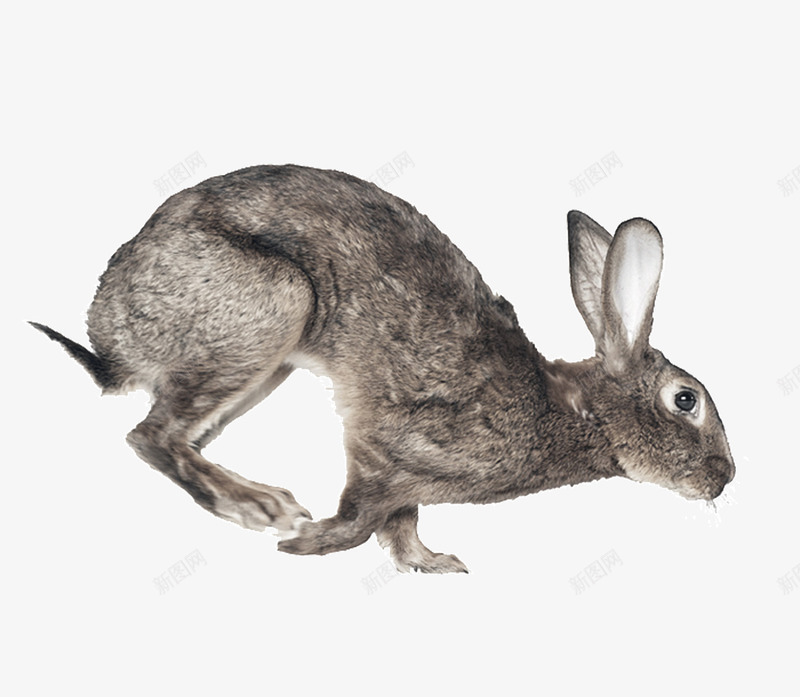 灰色的兔子png免抠素材_新图网 https://ixintu.com 兔子 动物 奔跑中的图片 家畜 生物 野生动物