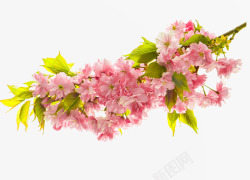 粉红色海棠花素材