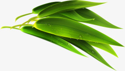 嫩绿清新竹叶植物素材