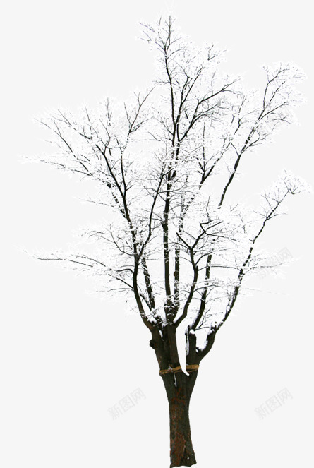 创意合成摄影室外冬天的树木png免抠素材_新图网 https://ixintu.com 冬天 创意 合成 室外 摄影 树木