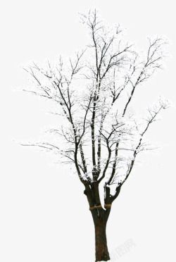 创意合成摄影室外冬天的树木素材
