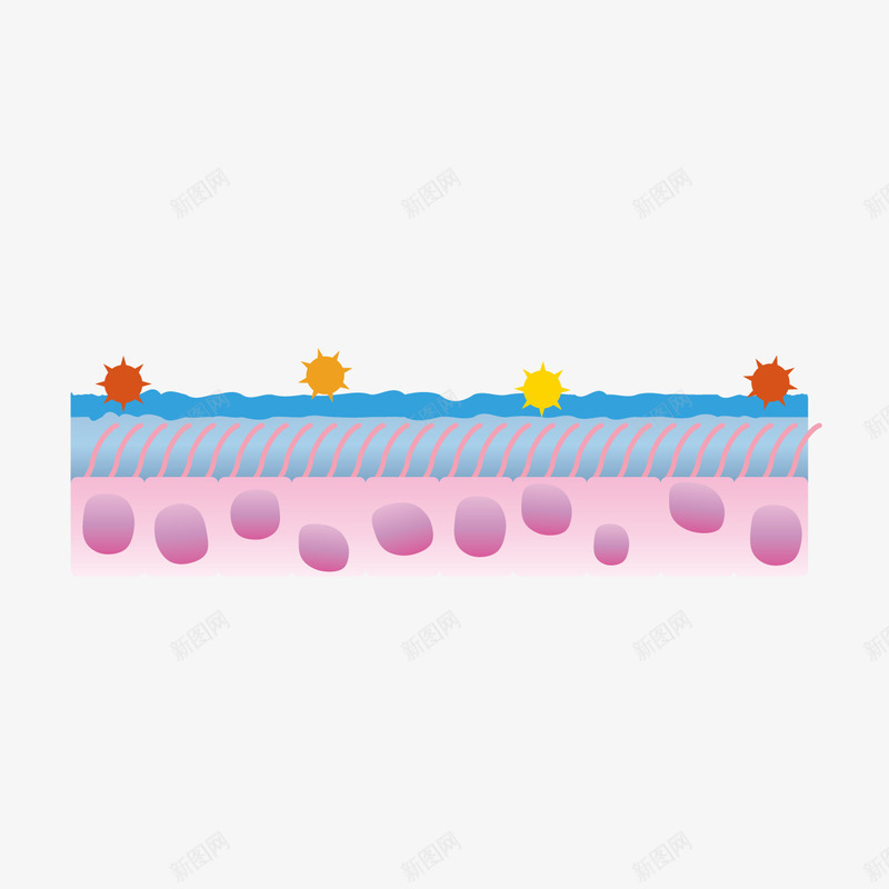 卡通表皮细胞png免抠素材_新图网 https://ixintu.com 卡通细胞 生物学 生物实验 表皮细胞