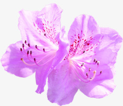 紫色唯美淡雅花朵素材