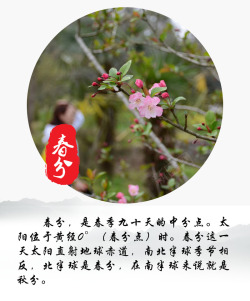 春分介绍春分春分介绍桃花高清图片