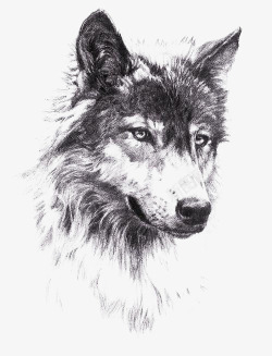 黑白绘画狼头像素描图标高清图片