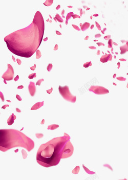 情人节粉色玫瑰瓣飘零布景素材