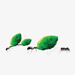 蚂蚁和树叶素材