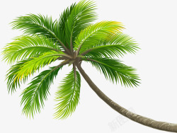 椰子树绿色植物素材