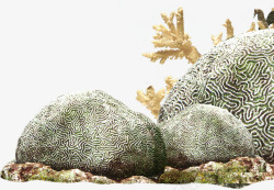 珊瑚绒海报珊瑚夏天淘宝促销海报高清图片