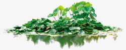 荷叶池绿色的荷叶池高清图片