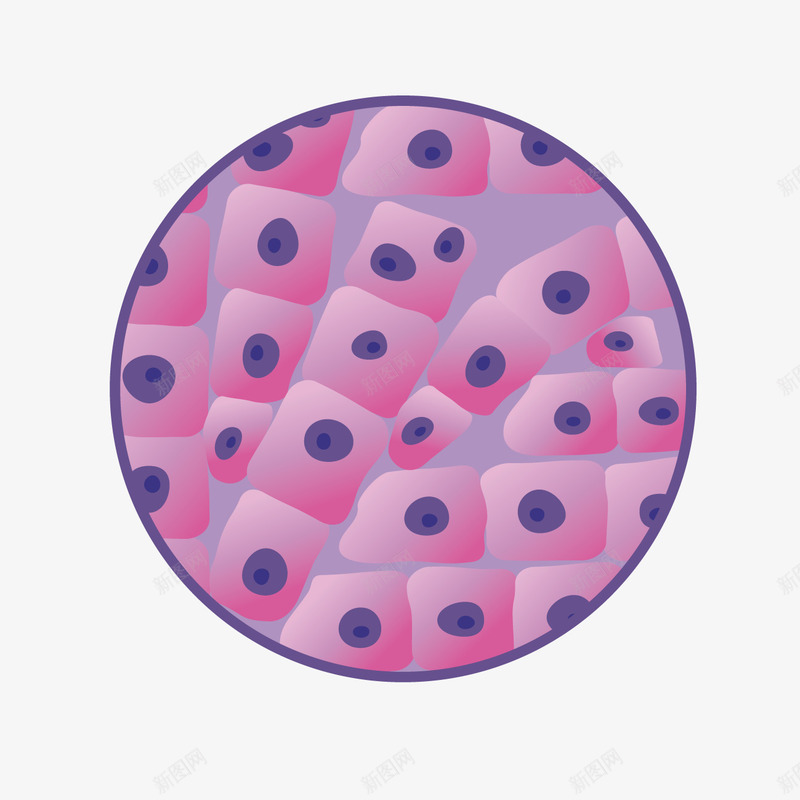 卡通显微镜细胞png免抠素材_新图网 https://ixintu.com 卡通细胞 显微镜细胞 生物学 生物实验 表皮细胞