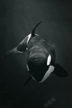 黑色鲸鱼海报背景素材