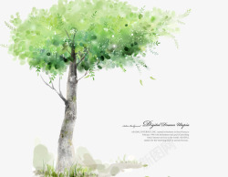 绿色橡胶树素材