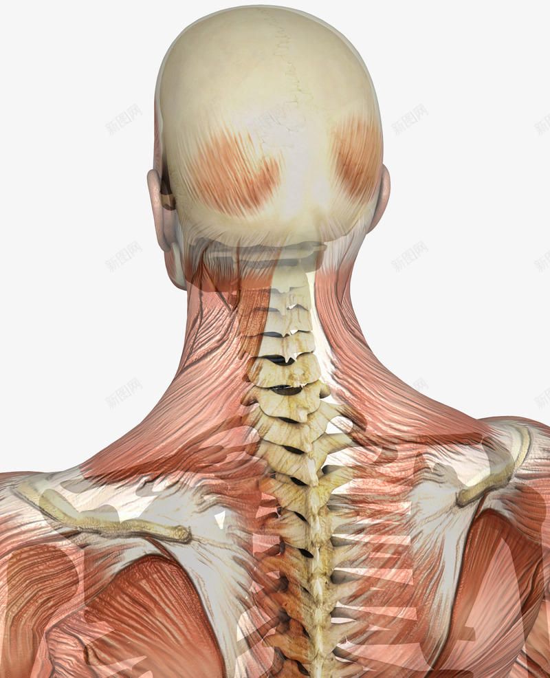 人体肌肉骨骼png免抠素材_新图网 https://ixintu.com 肌肉 肩骨 脊柱骨 腰椎