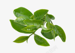 绿茶高清图片素材绿茶高清图片
