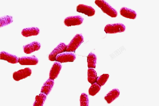 大肠杆菌png免抠素材_新图网 https://ixintu.com 大肠杆菌 微生物 显微镜下实物