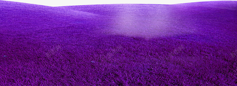 紫色梦幻草地边框纹理png免抠素材_新图网 https://ixintu.com 免抠PNG 梦幻 紫色 草地 边框纹理