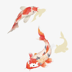 中国鲤鱼矢量图素材